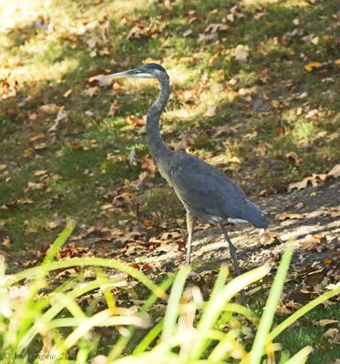 Great Blue Heron