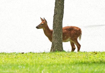 White-tailed Fawn