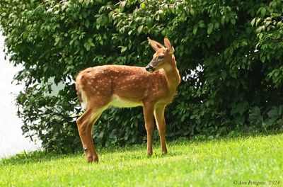 White-tailed Fawn
