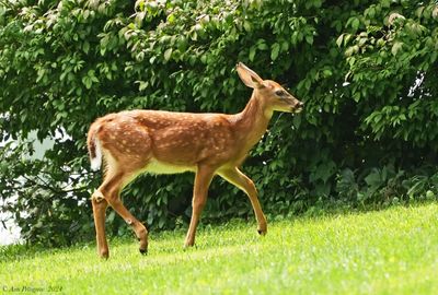 White-tailed Fawn