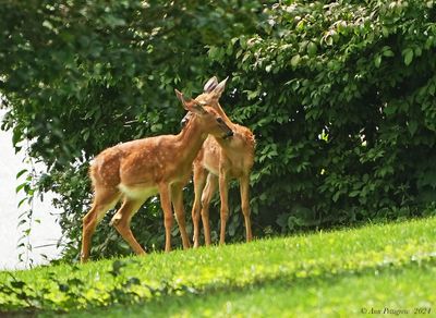 White-tailed Fawns