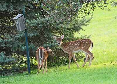 White-tailed Fawns