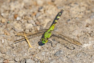 Eastern Pondhawk -female