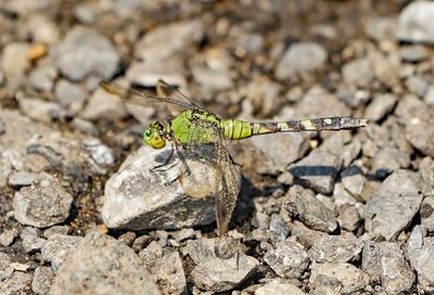 Eastern Pondhawk -female