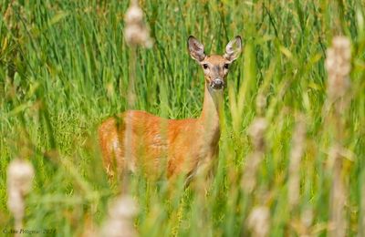 White-tailed Deer