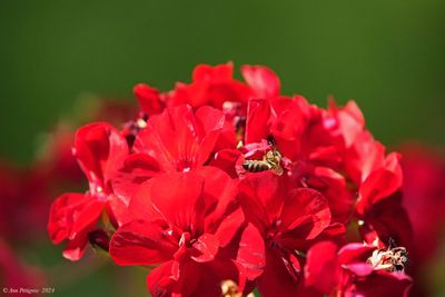 Western Homey Bee