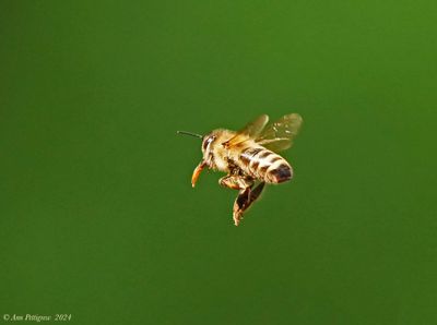 Western Homey Bee