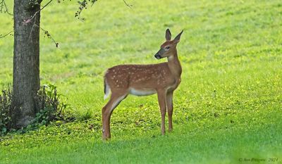 White-tailed Fawn