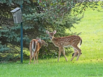 White-tailed Fawns