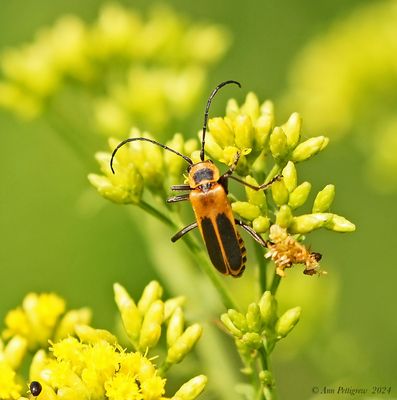 Pennsylvania Leatherwing