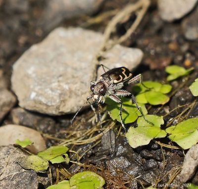 Bronzed Tiger Beetle