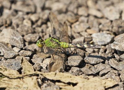 Eastern Pondhawk -female