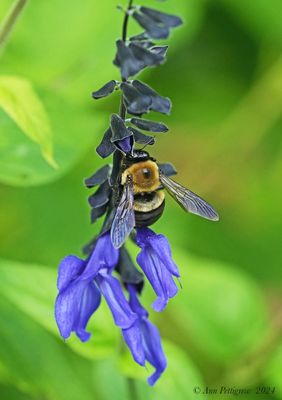 Eastern Carpenter Bee on Lobelia