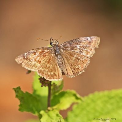 Wild Indigo Duskywing
