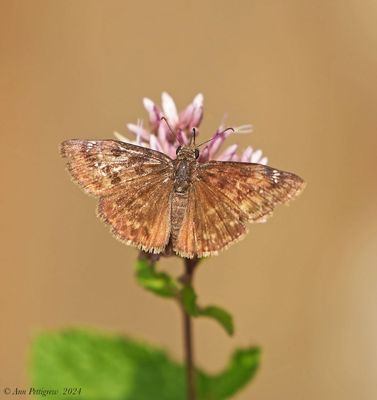 Wild Indigo Duskywing