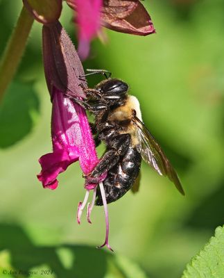 Eastern Carpenter Bee