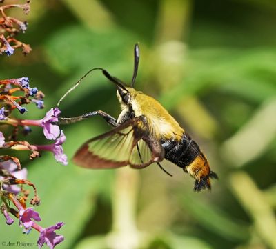 Snowberry Clearwing