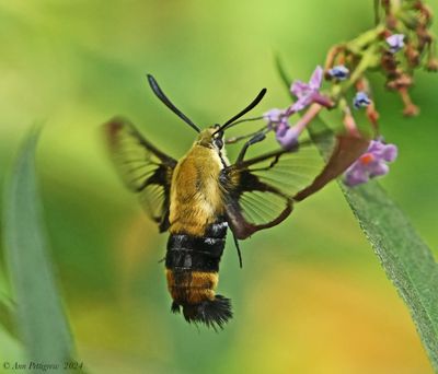 Snowberry Clearwing