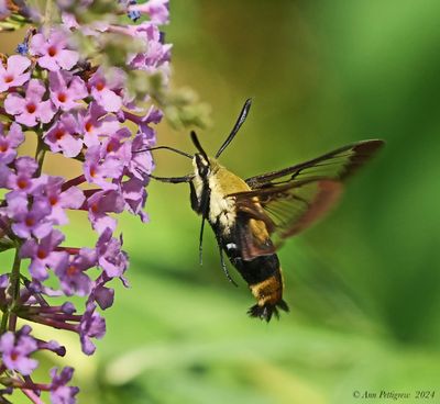 Snowberry Clearwing