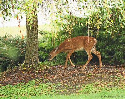 White-tailed Fawn