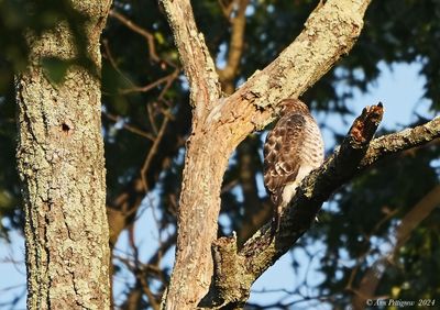 Broad-winged Hawk