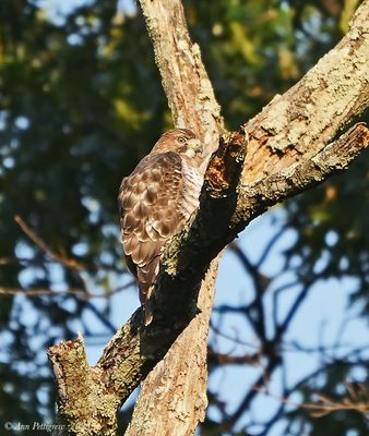 Broad-winged Hawk