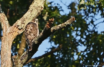 Broad-winged Hawk