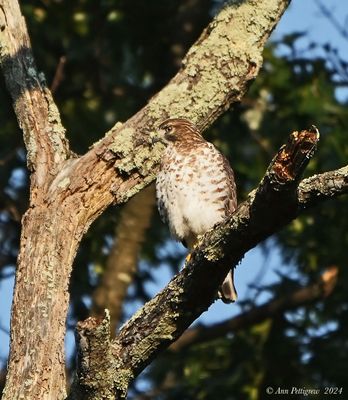 Broad-winged Hawk