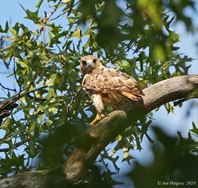 Red-tailed Hawk