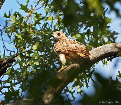 Red-tailed Hawk