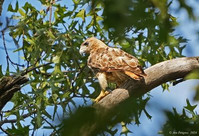 Red-tailed Hawk
