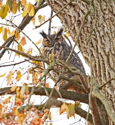 Great Horned Owl