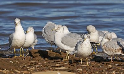 Gulls, Terns, Pelagics & Skimmers