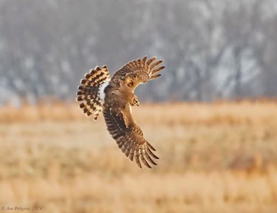 Northern Harrier