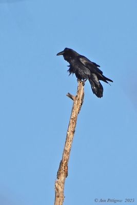 Common Raven