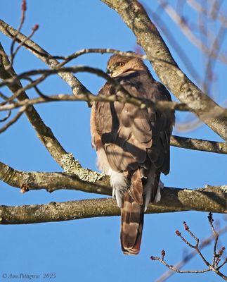 Coopers Hawk - adult