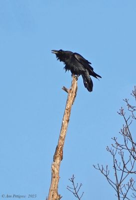 Common Raven