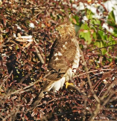 Coopers Hawk - juvenile