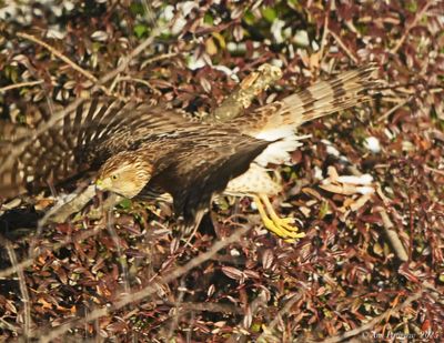 Coopers Hawk - juvenile