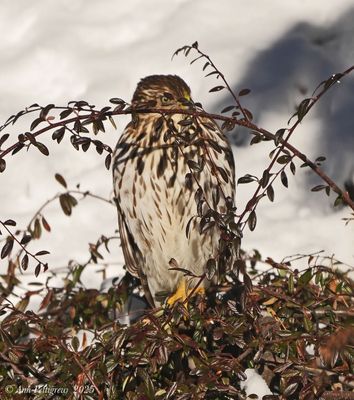 Coopers Hawk - juvenile