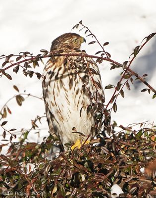 Coopers Hawk - juvenile
