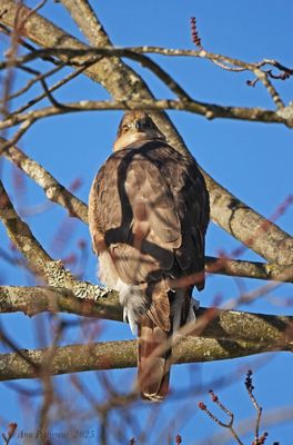 Coopers Hawk - adult
