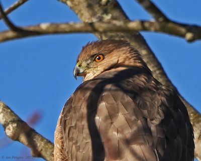 Coopers Hawk - adult