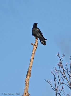Common Raven