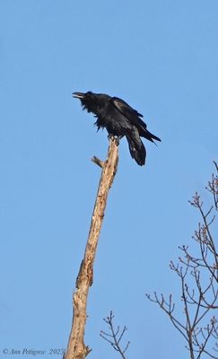 Common Raven
