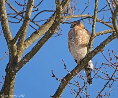 Coopers Hawk - adult