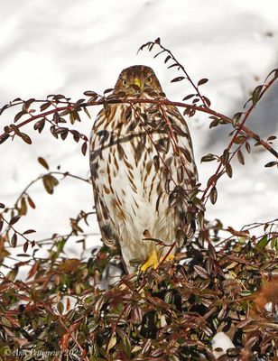 Coopers Hawk - juvenile