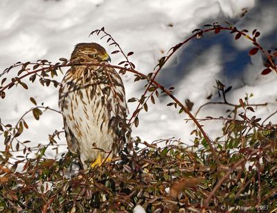 Coopers Hawk - juvenile