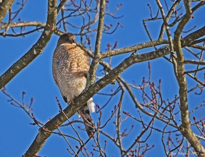 Coopers Hawk - adult