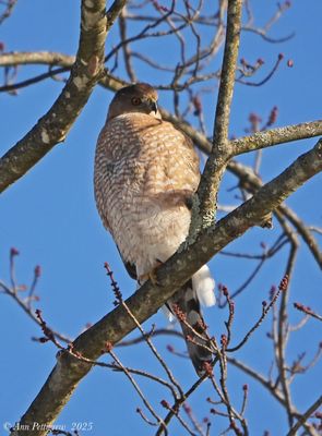 Coopers Hawk - adult